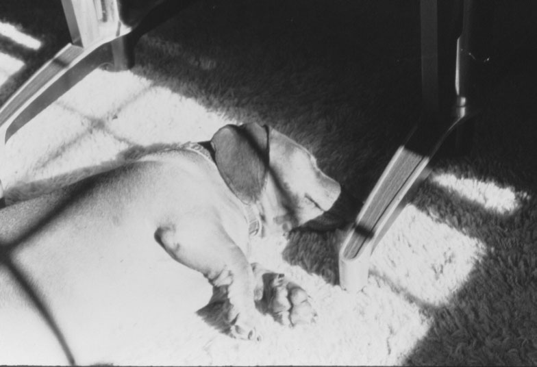Bronson snoozing in the sun under the kitchen table in Edgewood.